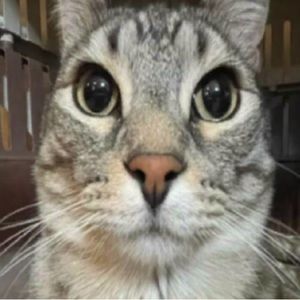 Meet your Posher, Libby